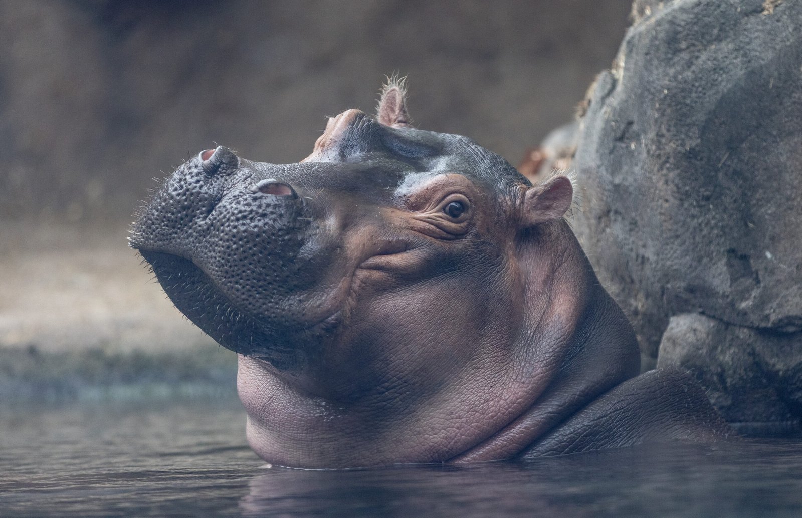 Fiona the hippo at the Cincinnati Zoo