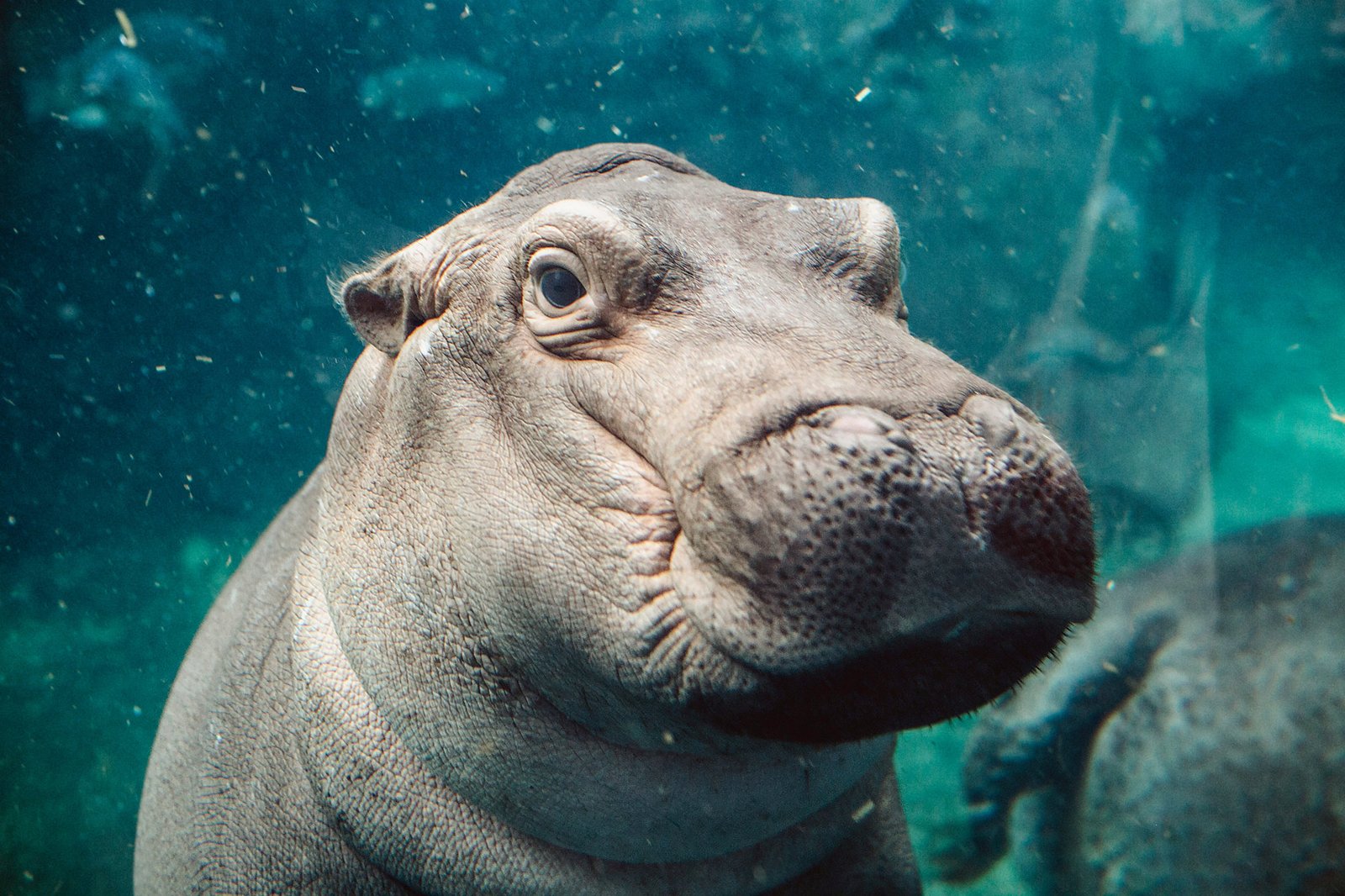 Fiona the hippo underwater at the Cincinnati Zoo